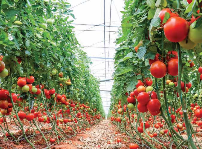 A field of tomato plants ready to harvest after being treated with nanobubble technology.