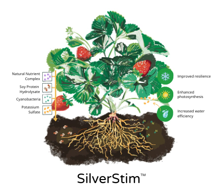 A diagram showing the effects of Silverstim on a strawberry plant. SilverStim brings natural nutrient complexes, soy protein hydrolysates, cyanobacteria, and potassium sulfate into the plant. This leads to improved resilience, enhanced photosynthesis, and increased water efficiency.